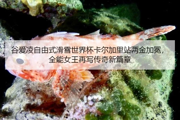 gu-ai-ling-zi-you-shi-hua-xue-shi-jie-bei-ka-er-jia-li-zhan-liang-jin-jia-mian-quan-neng-nv-wang-zai-xie-chuan-qi-xin-3-224.jpg